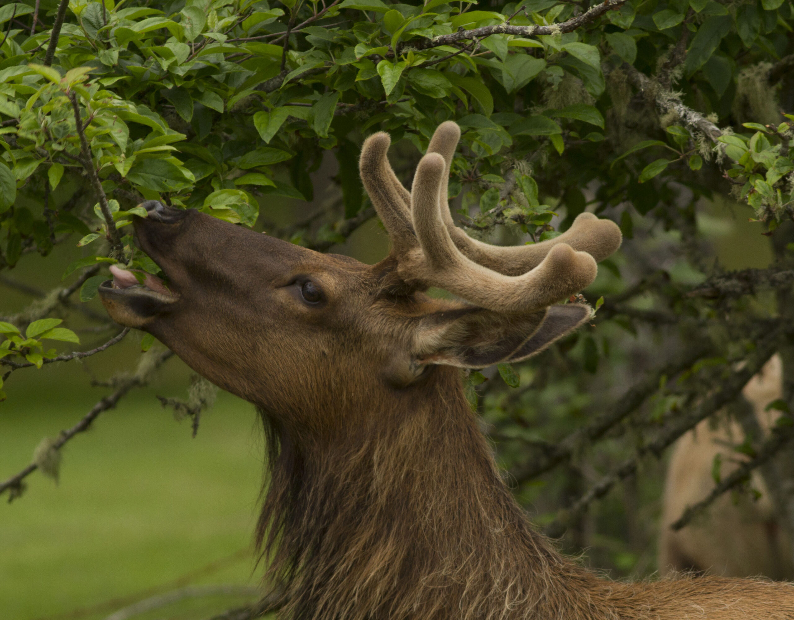 Back to the future: Elk on the Oregon Coast - North Coast Land Conservancy